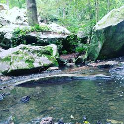 Scenic view of waterfall in forest