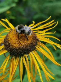 Honey bee pollinating on flower