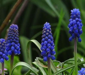 Close-up of purple blue flowers