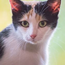 Close-up of cat
