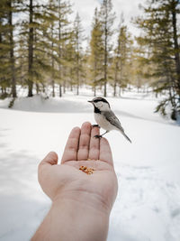 Human hand on snow