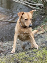 Dog looking away while sitting on land