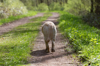 Rear view of dog walking on footpath in park