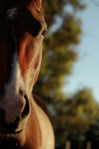 Close-up of horse