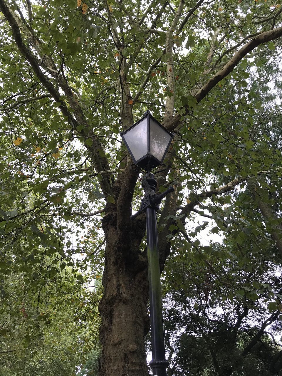 LOW ANGLE VIEW OF STREET LIGHT AGAINST TREES