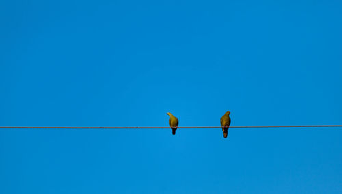 Several birds stand in a blue background.