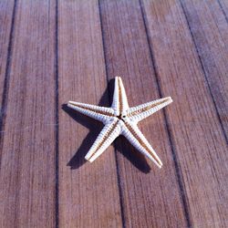 Close-up of starfish on wooden surface