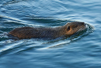 Side view of turtle in sea