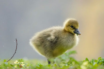 Close-up of a bird