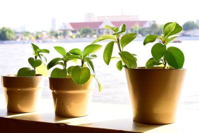 Close-up of potted plant on table