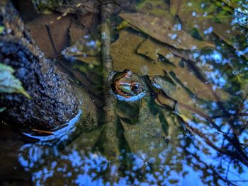 High angle view of frog in water
