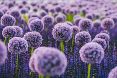 Close-up of purple flowering plants