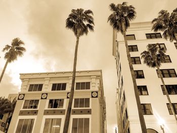 Low angle view of palm trees against sky