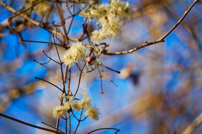 Low angle view of flowering plant against blue sky