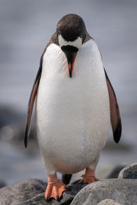 Gentoo penguin stands on rock preening neck