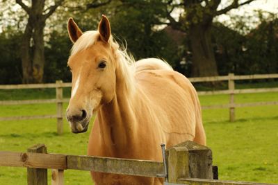 Horse in ranch