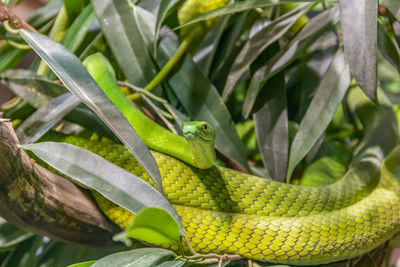 Close-up of green lizard