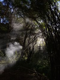 Trees in forest