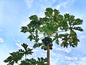 Low angle view of tree against sky