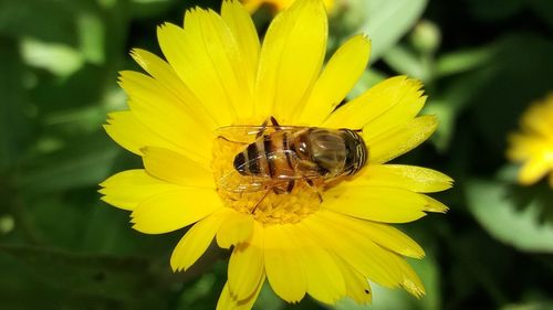 Close-up of bee on yellow flower