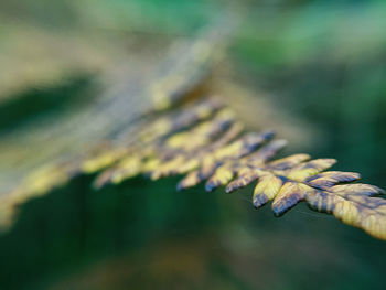 Close-up of fern in autumn 