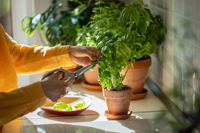 Cropped hand of woman holding drink on table