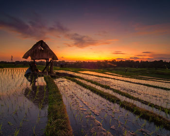 Scenic view of agricultural field against sky during sunset