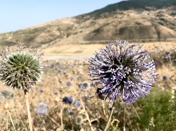 Close-up of flowering plant on field