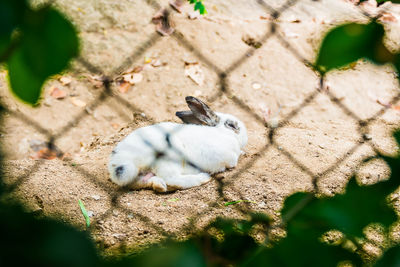 High angle view of a rabbit