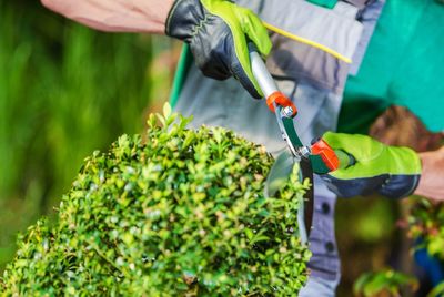 Midsection of gardener cutting plants in garden