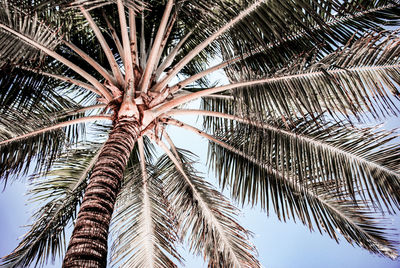 Low angle view of palm trees against sky