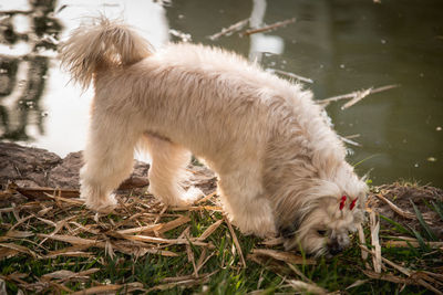 Side view of a dog in water