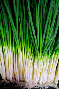Close-up of scallions