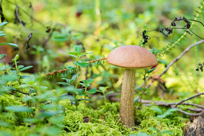 Close-up of mushroom growing on plant