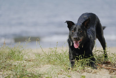 Black dog posing downward dog on beach