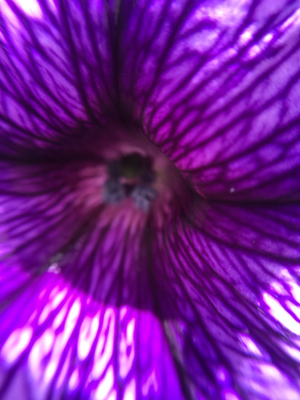 MACRO SHOT OF PURPLE FLOWER