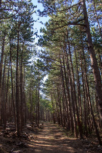 Walkway amidst trees in forest