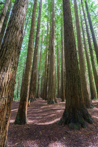 Pine trees in forest