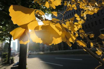 Close-up of yellow tree