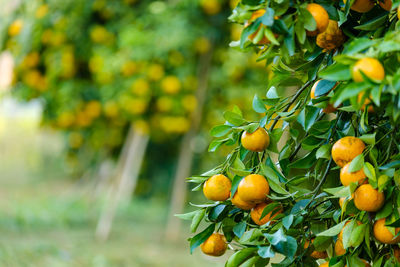 Close-up of fruits on tree