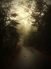 Road amidst trees in forest against sky