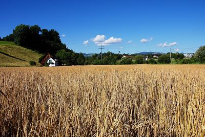 Scenic view of wheat field against blue sky