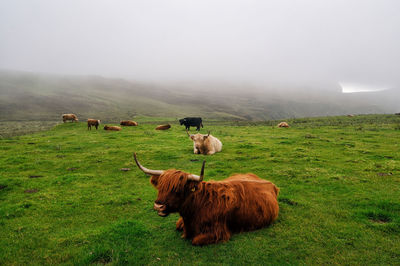 Sheep in a field