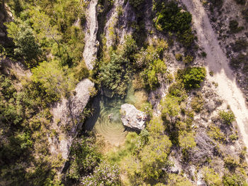 High angle view of river amidst trees in forest