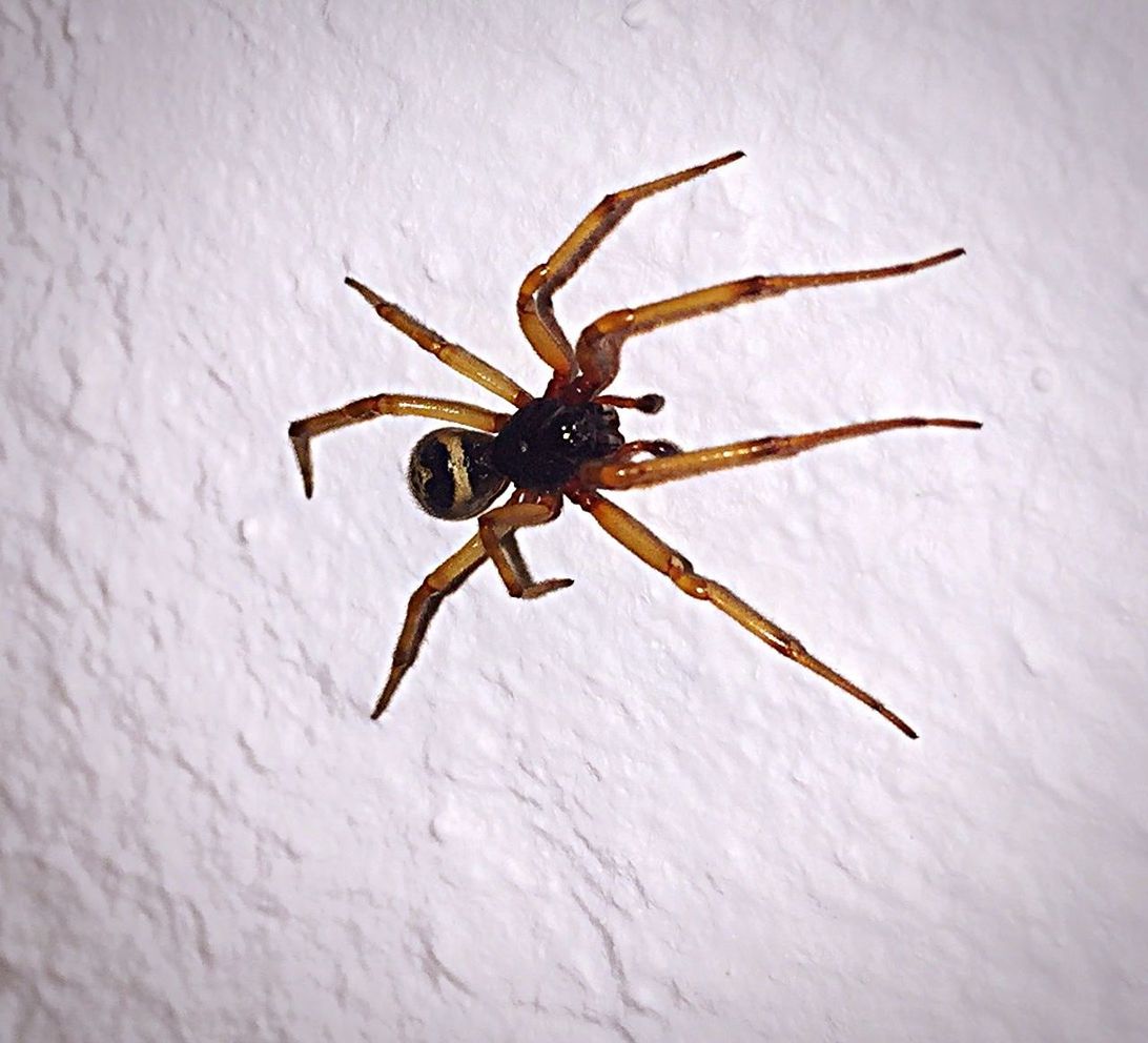 insect, indoors, wall - building feature, one animal, spider, animal themes, close-up, no people, wall, built structure, wildlife, day, black color, window, full length, animals in the wild, high angle view, spider web, textured