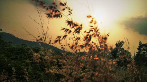 Close-up of plants on field against sky during sunset
