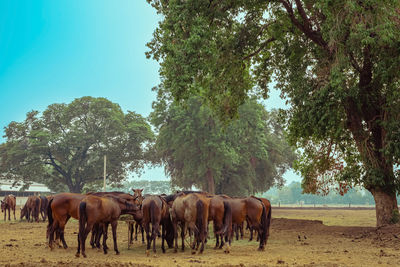 Horses grazing in park