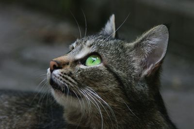 Close-up of a green eyed cat looking away