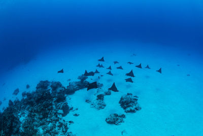 Low angle view of tree against blue sky
