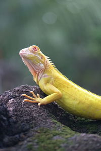 Close-up of lizard